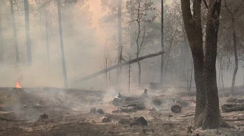 Zoom in on fallen tree in burned out forest with heavy smoke Stock Footage 40954619