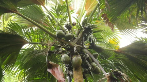 Zoom in on famous coco de mer Stock Footage 477610