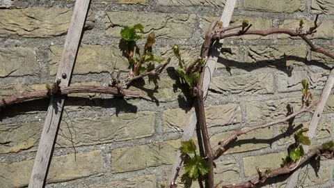 Zoom In on the first grape leaves 動画素材 194492964