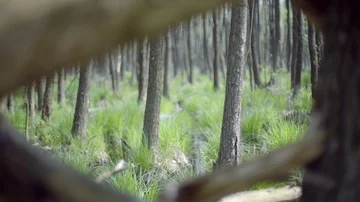 Zoom in in to the flooded forest Stock Footage 86061741