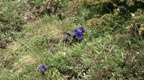 Zoom in flower Stock Footage 532640