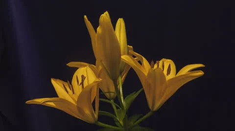 Zoom in flower opening Vídeo Stock 23288790