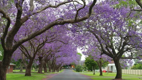 Zoom in on flowering jacaranda trees on bacon st at grafton on a spring aftenoon Stock Footage 166496291