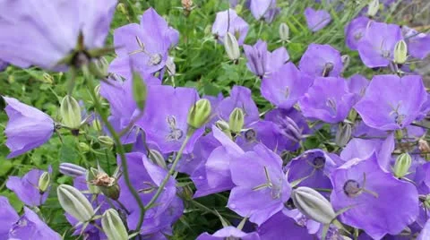 Zoom in on flowers with insect Video stock 11461508