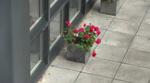 Zoom to flowers in planter Stock Footage 29229978