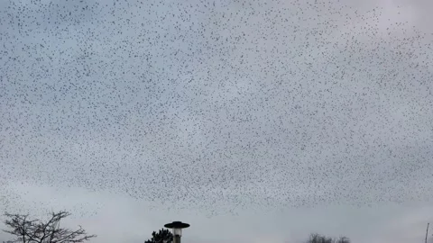 Zoom In on the flying starlings . Video stock 148739977
