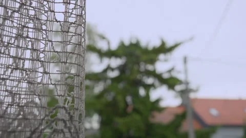 Zoom in footage from the curtains on the window to the pine tree on a rainy day Stockbeeldmateriaal 243121561
