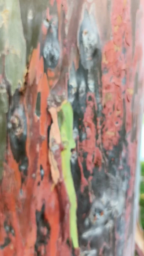 Zoom footage movement The bark pattern of Leda or Eucalyptus deglupta tree .. Stock Footage 294552601