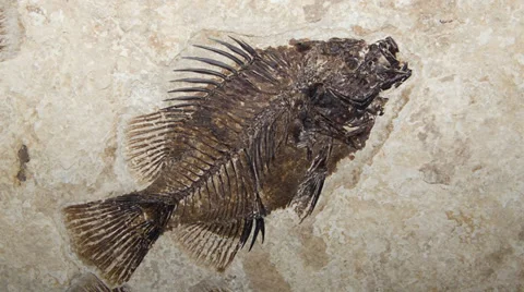 Zoom in on Fossil Fish Stock Footage 27882090