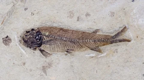 Zoom in on a Fossil fish Stock Footage 54640701