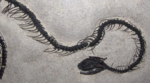 Zoom in on a Fossil Snake 動画素材 27882222