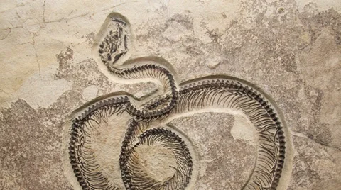 Zoom in on Fossil Snake Stock Footage 28835935