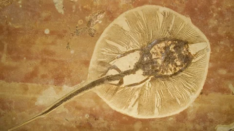 Zoom in on Fossil Stingray Stock Footage 27882965