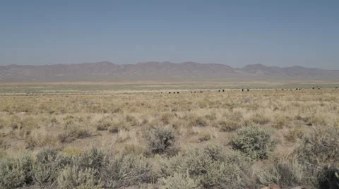 Zoom in on Free Range Cattle in the Desert Stock Footage 55378215