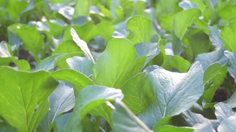 Zoom In Fresh Bok Choy Vegetable Garden Sunlighl Stock Footage 329010575