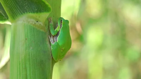 Zoom to frog on corn leaf. sony 4k shoot Stock Footage 43054093