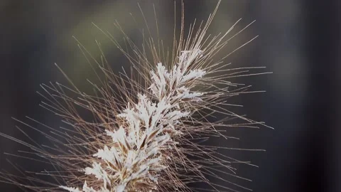 Zoom In on a frozen grass Stock Footage 231037002
