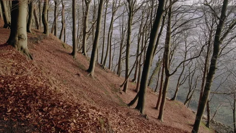Zoom in on giant trees in a deciduous steep coast near looking on a fjord Stock Footage 169397651