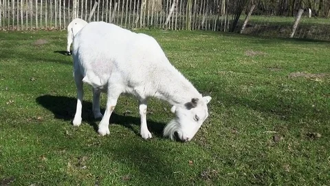 Zoom In on goat in the field Stock Footage 82966937