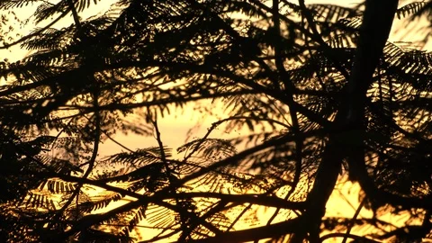Zoom - Golden Sunset Filtering Through Trees Stock Footage 87190081