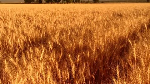 Zoom into Golden Wheat Field Stock Footage