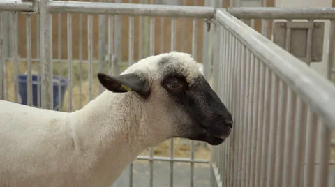 Zoom of a good looking sheep Video stock 57244994