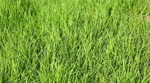 Zoom-in grass with dew 스톡 동영상 44238722