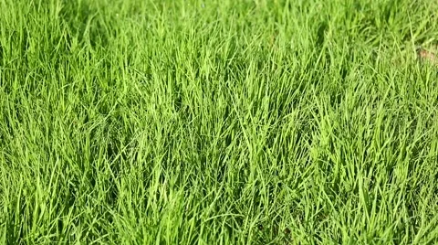 Zoom-in grass with dew 스톡 동영상 45984598