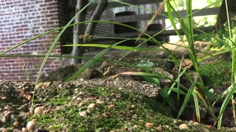 Zoom in grass Stockbeeldmateriaal 51497602