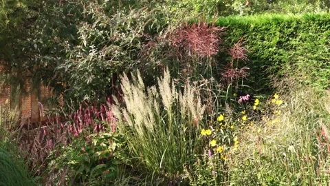 Zoom In on the grass plants  Stock Footage 168558072