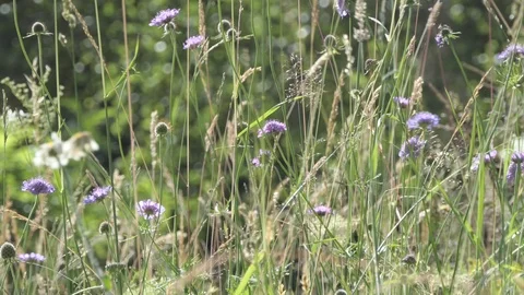 Zoom in of grass stems in a meadow mvoed by the wind Stock Footage 112752178