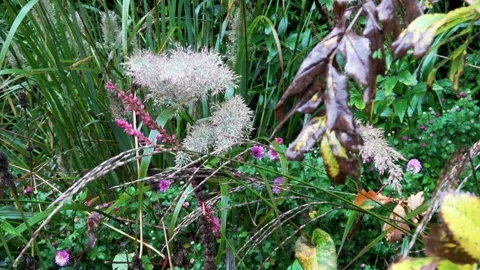Zoom In on the grasses Stock Footage 168558073