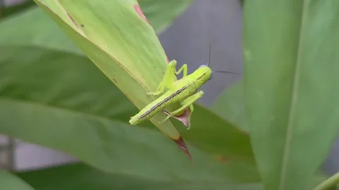 Zoom in of Grasshopper in a grass leaf Vidéo 302881077