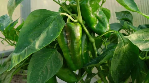 Zoom in of green bell pepper growing in the greenhouse Stock Footage 305296822