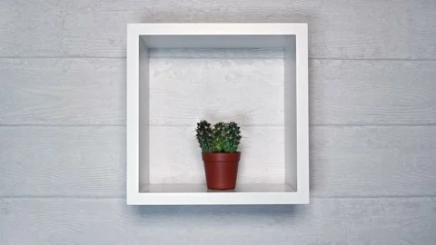 Zoom in to a green cactus on a square-shaped white shelf. Stock Footage 167448119