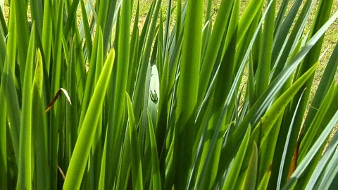 Zoom In on a Green Frog Stock Footage 105203986