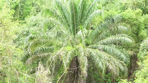 Zoom In to Green Palm Tree Stock Footage 154645502
