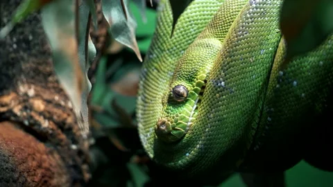 Zoom in on a green tree python curled up in a tree 스톡 동영상 138918062