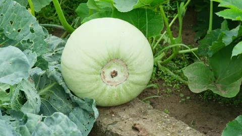 Zoom in grey pumpkin growing in the vegetable garden Stock Footage 293792985