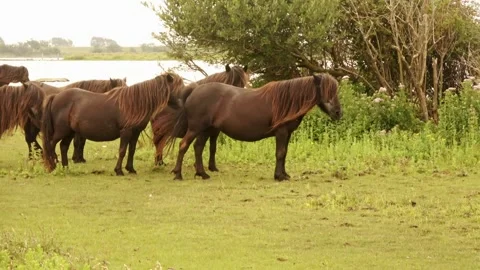 Zoom In on group of Shetland ponies  Stockbeeldmateriaal 254547522