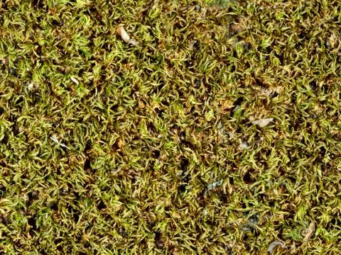 Zoom of grreen moss on brick by flash light Stock Photos