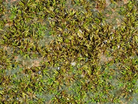Zoom of grreen moss on brick by flash light Stock Photos