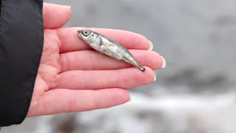 Zoom in the hand holding a small dead fish - stickleback Stock Footage 278935909