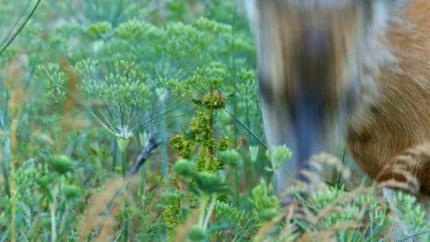 Zoom on head down eating 1 North American Black tail Mule Deer Doe Grazing in Stock Footage 81976045