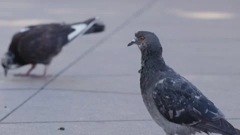 Zoom on the head of a pigeon looking around the city, Marseille, France Stock Footage 289624379