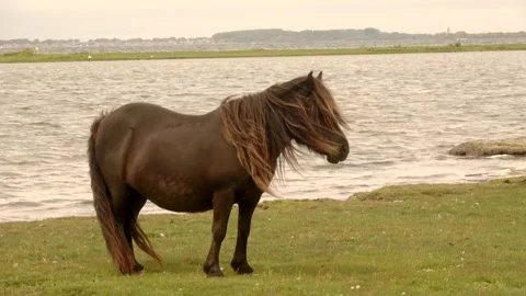 Zoom In of the head of a Shetland pony Video stock 254547409