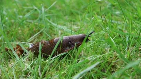 Zoom In on the head of the slug  Stock Footage 168558064