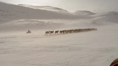 Zoom in on a herd of reindeer while being chased by a Sami on a skidoo Video stock 107372316