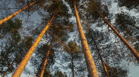 Zoom in high pine forest canopy. Stock Footage 61968221