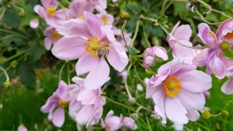 Zoom in of honey bee gathering nectar from pink Japanese Anemone flowers Stock Footage 140483833